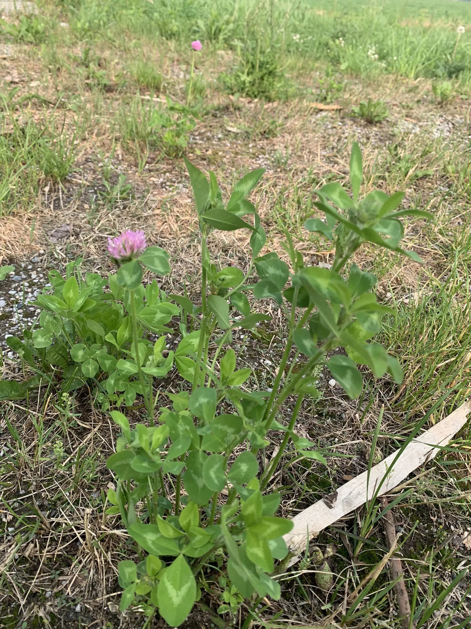 Clover
