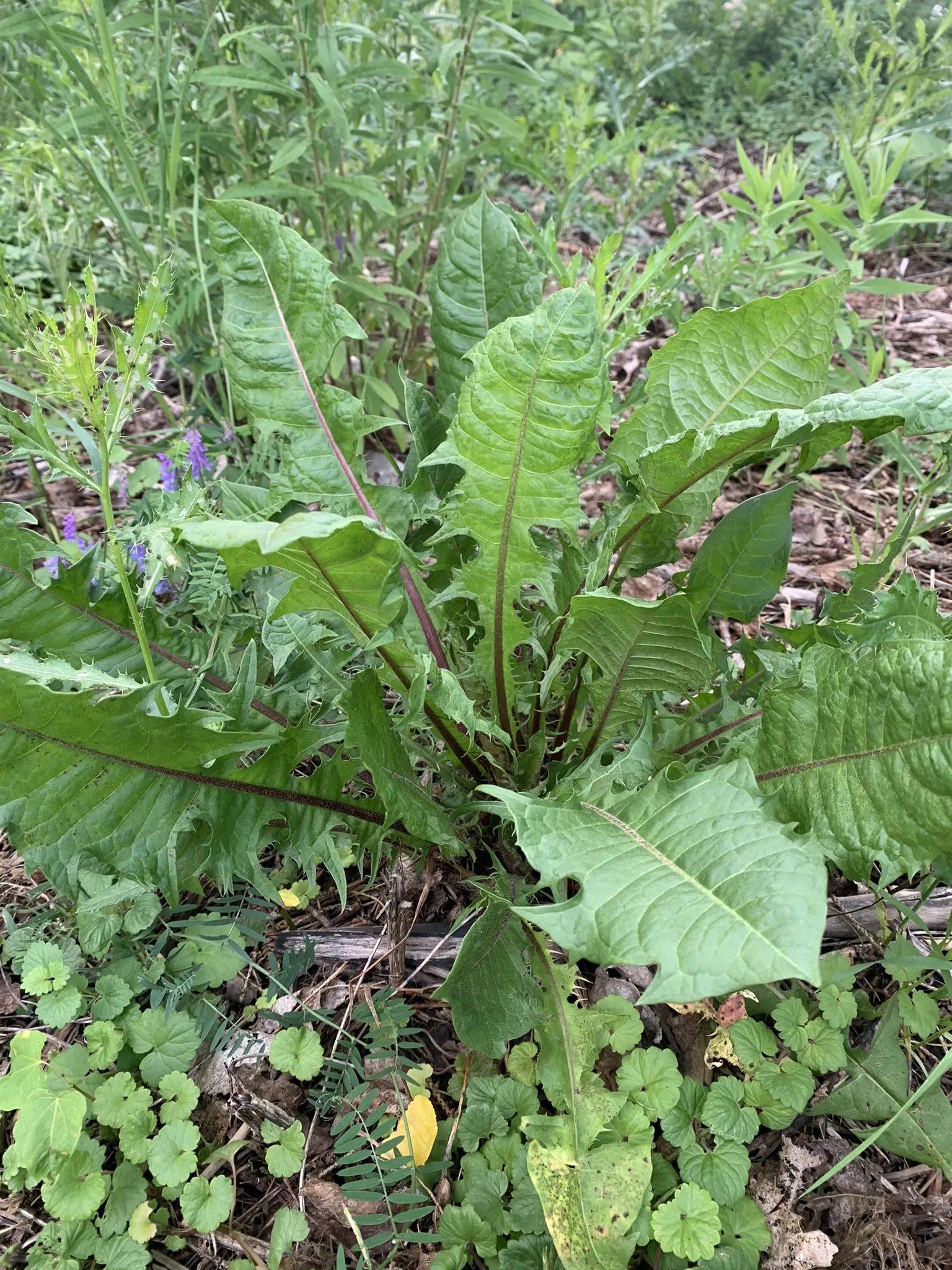 Dandelion