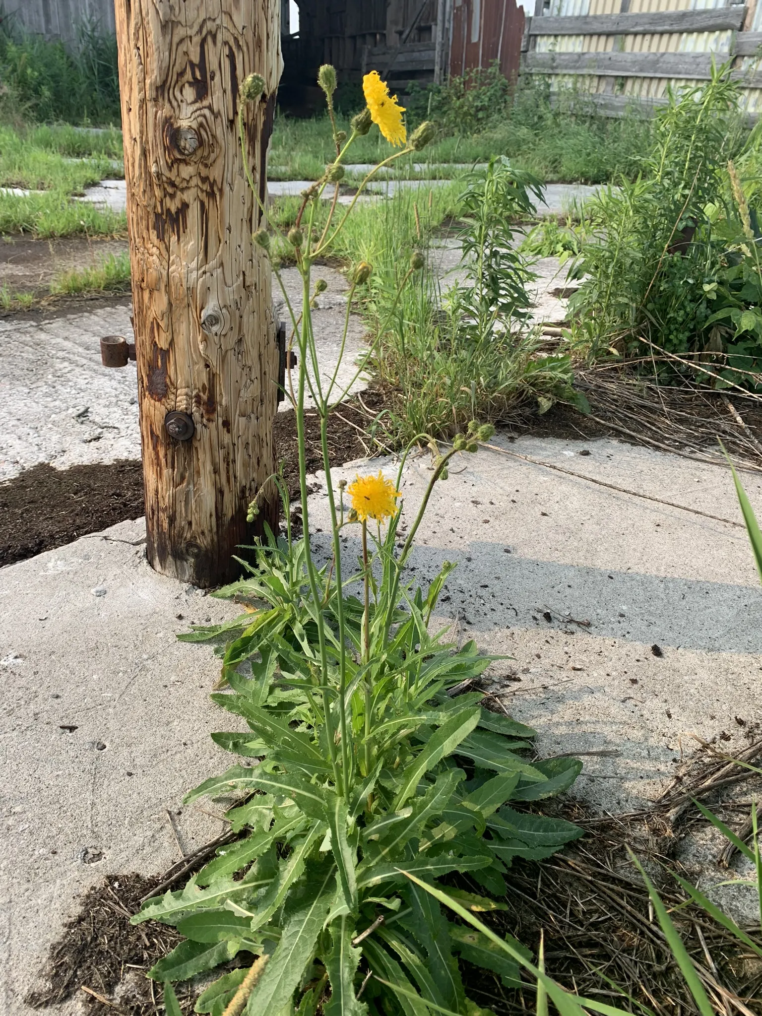 False Dandelion