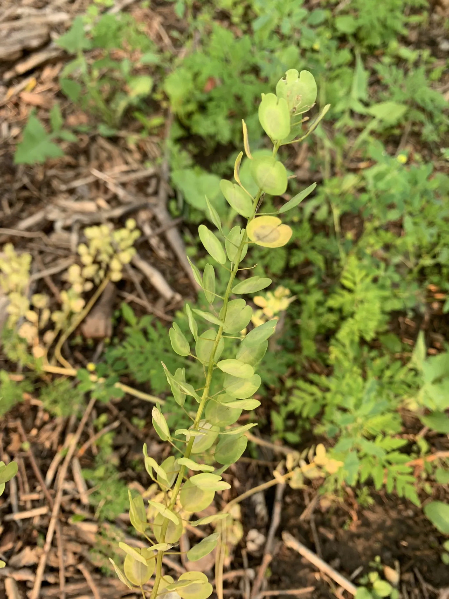 Field Pennycress