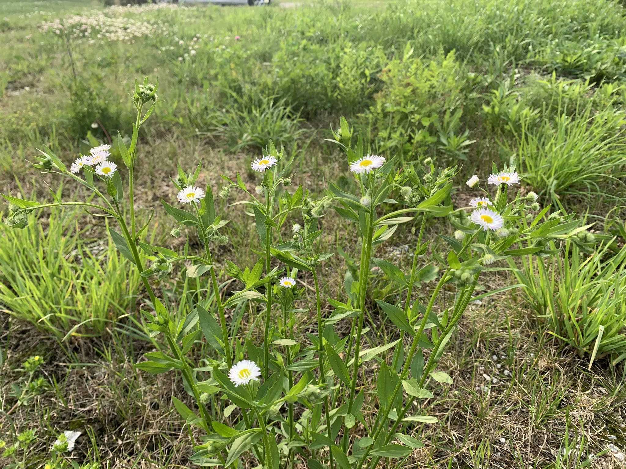 Fleabane