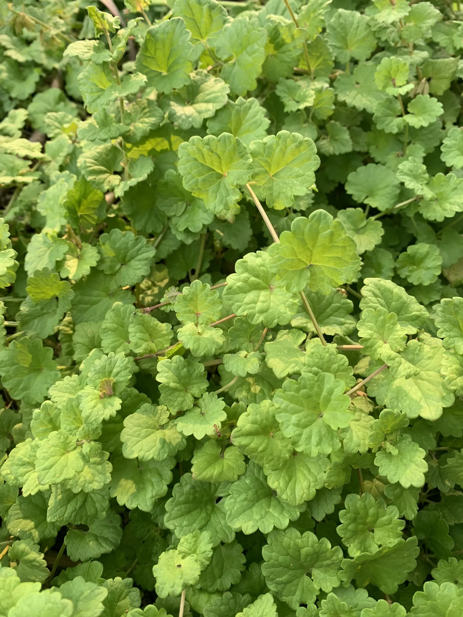 Ground Ivy
