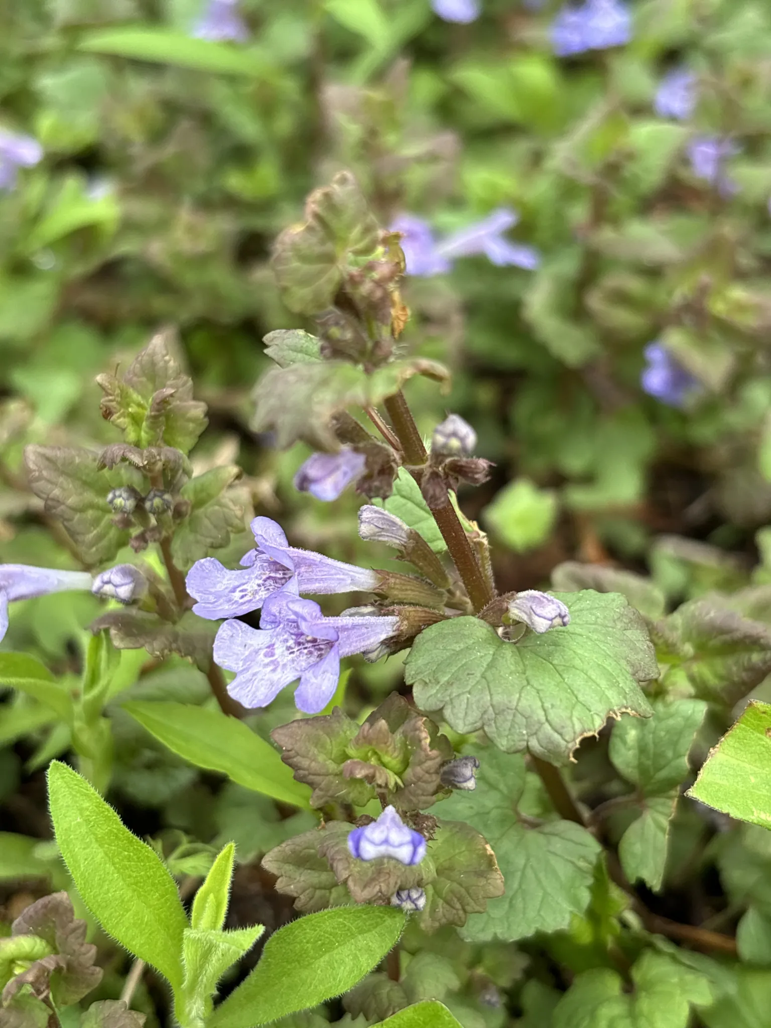 Ground Ivy