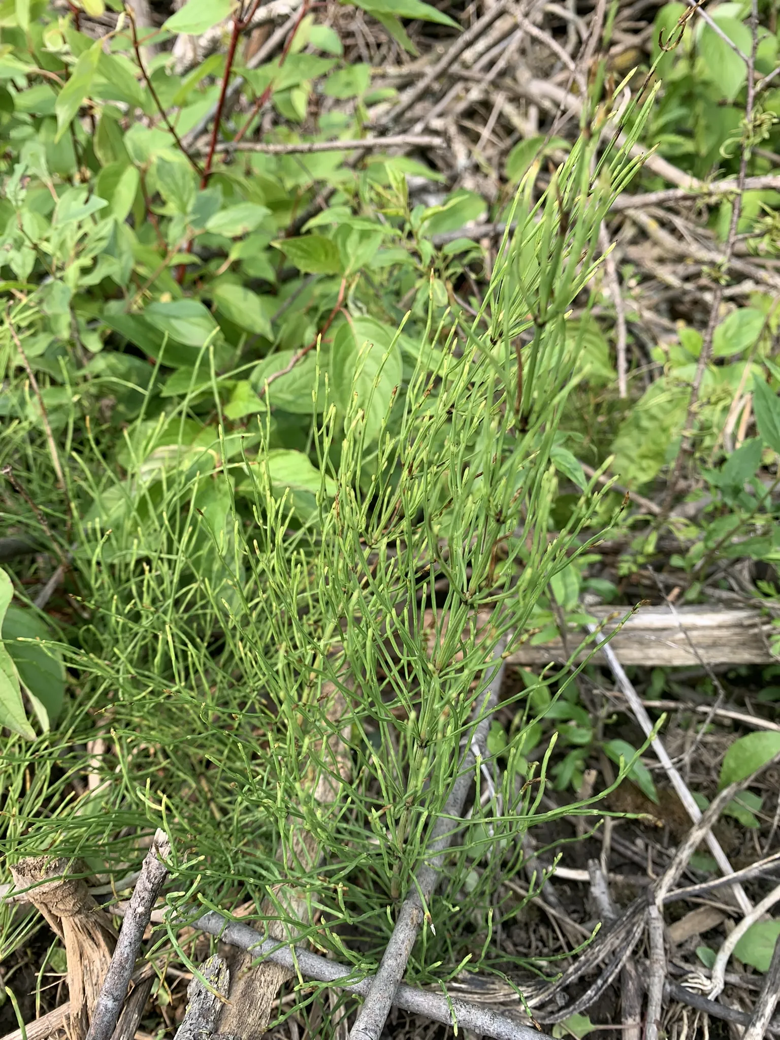 Horsetail