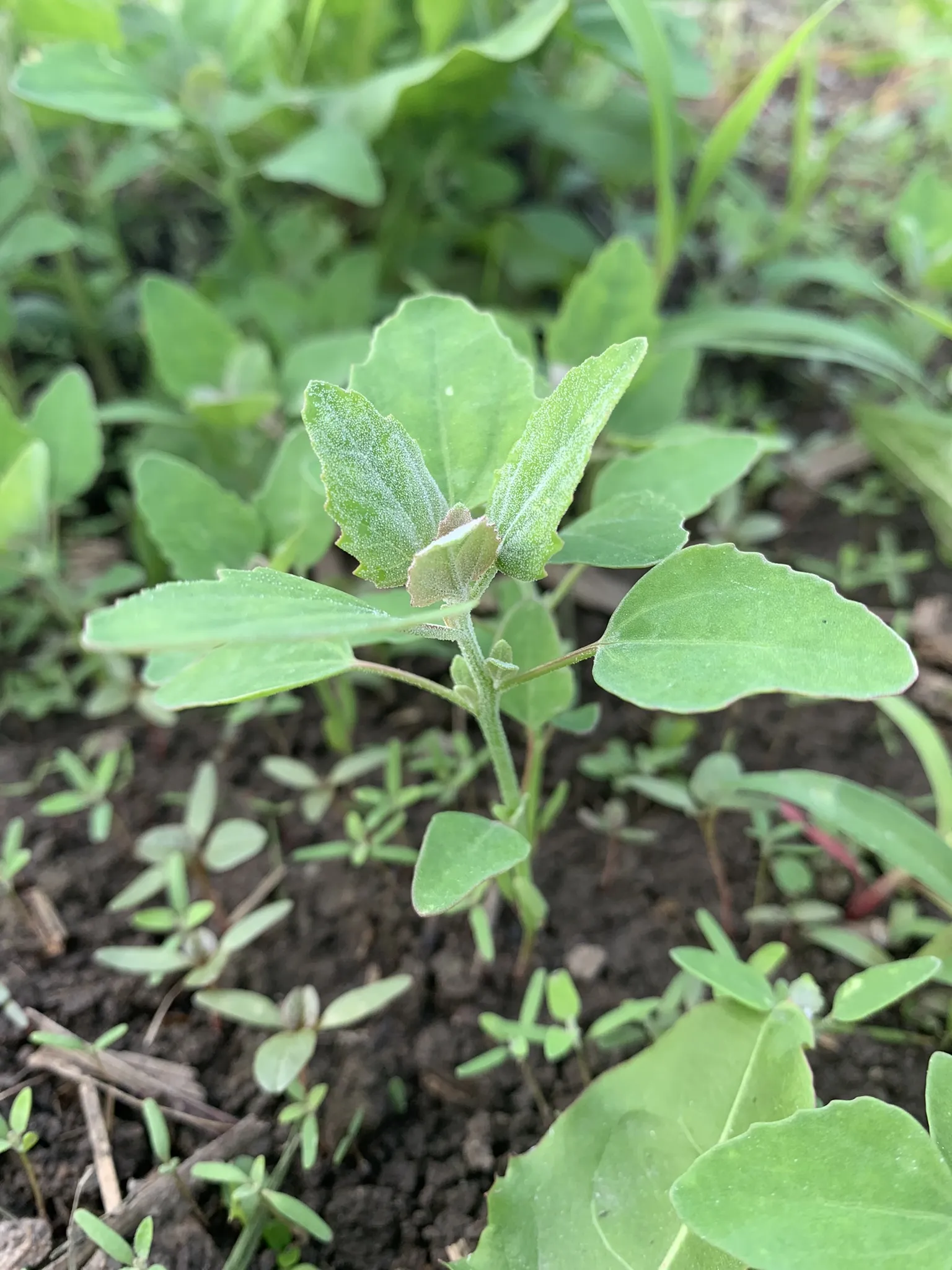 Lambs Quarters