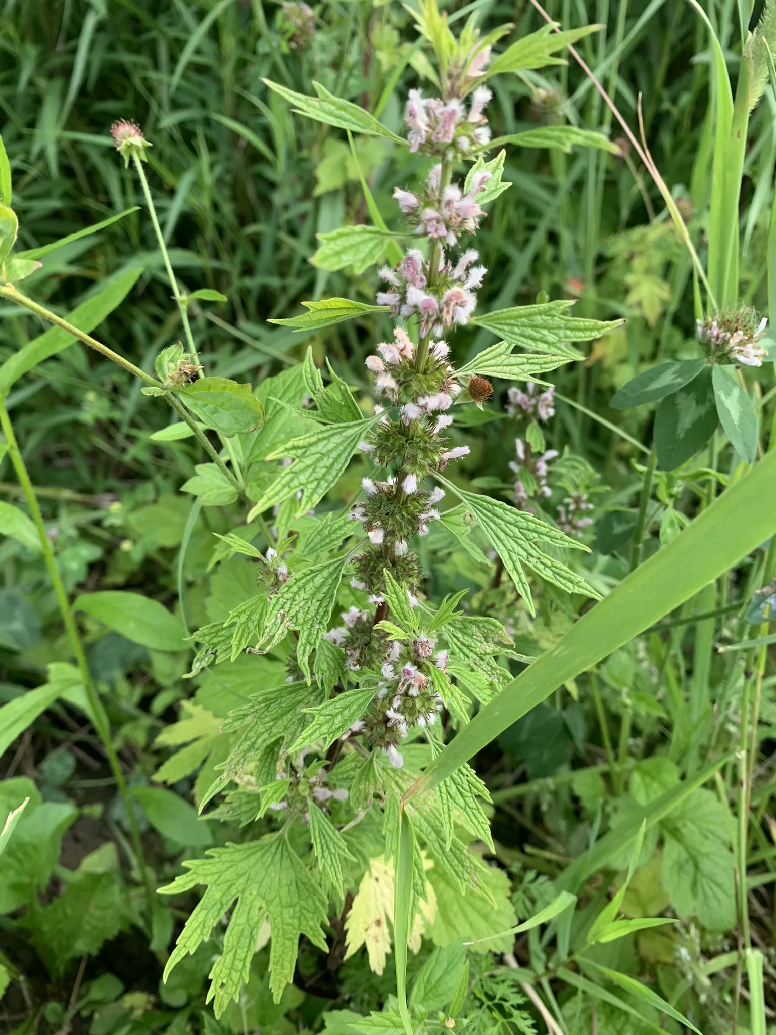 Motherwort