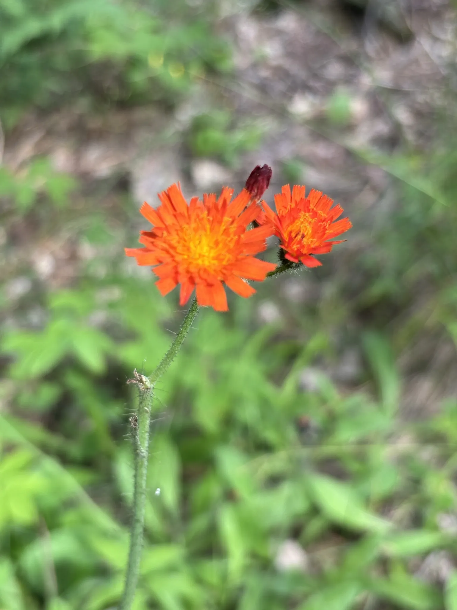 Orange Hawkweed