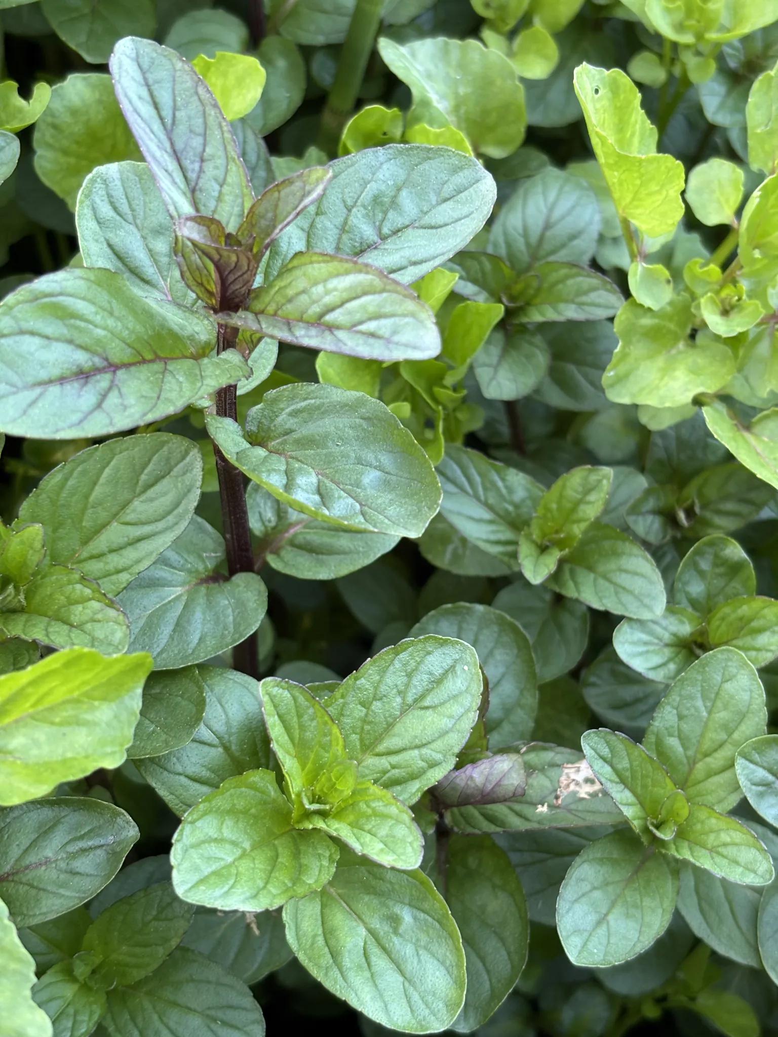 Peppermint