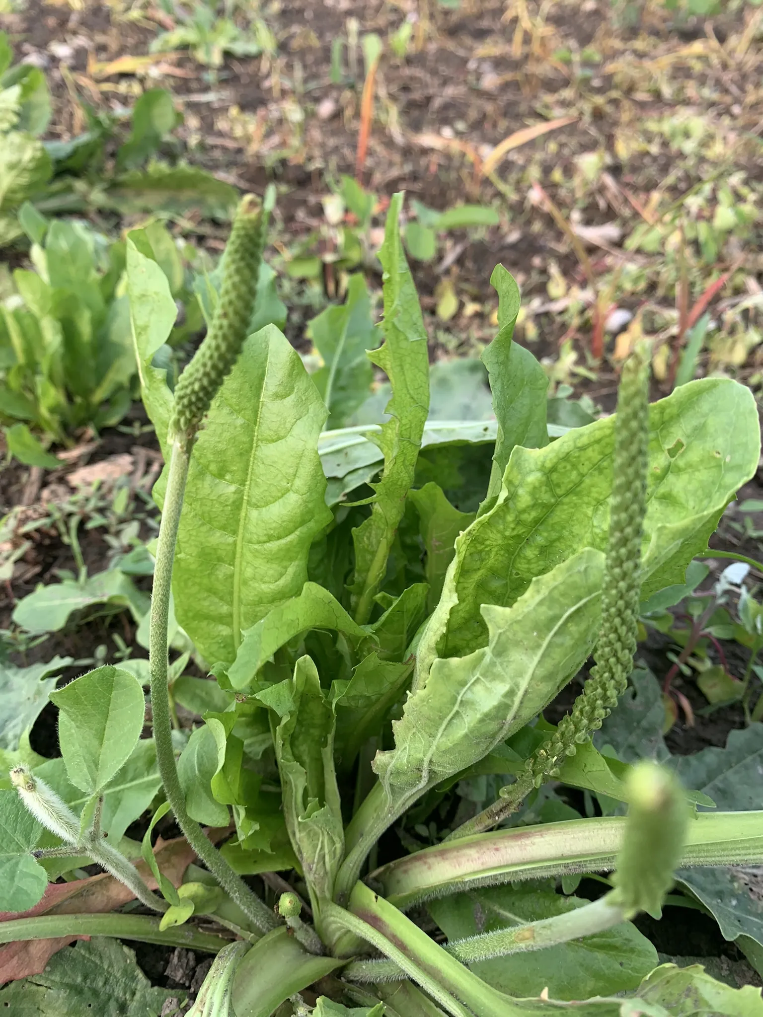Plantain