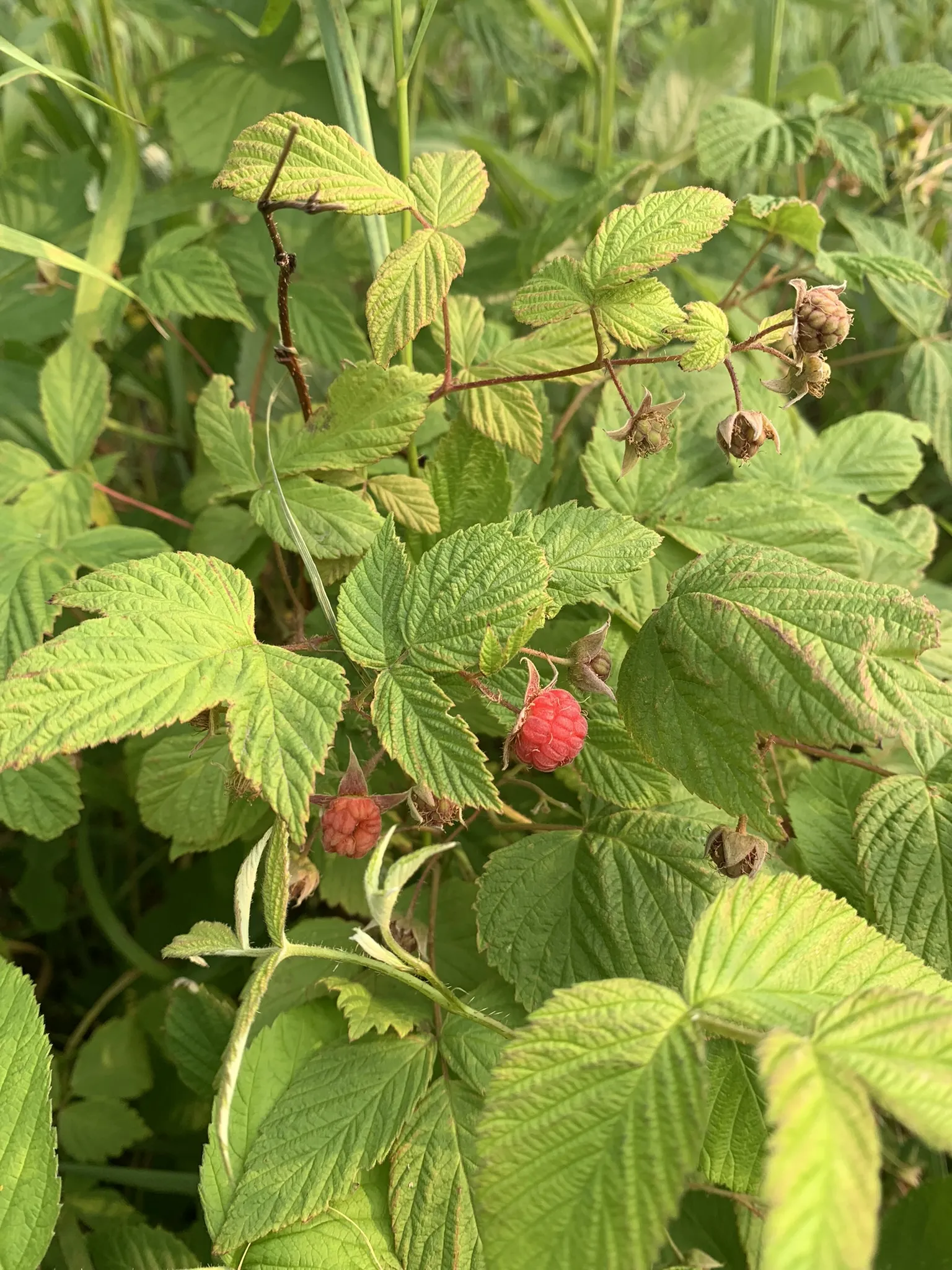 Raspberry