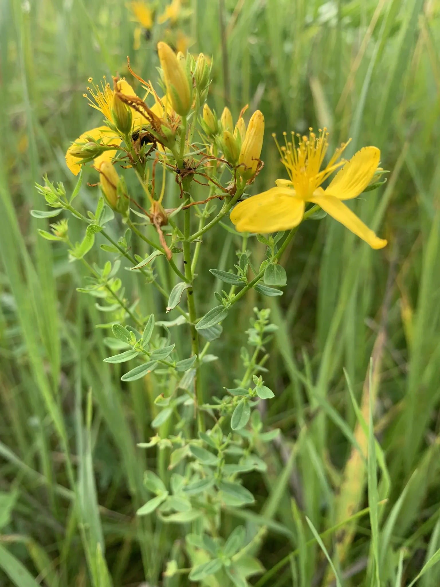 St. John’s Wort
