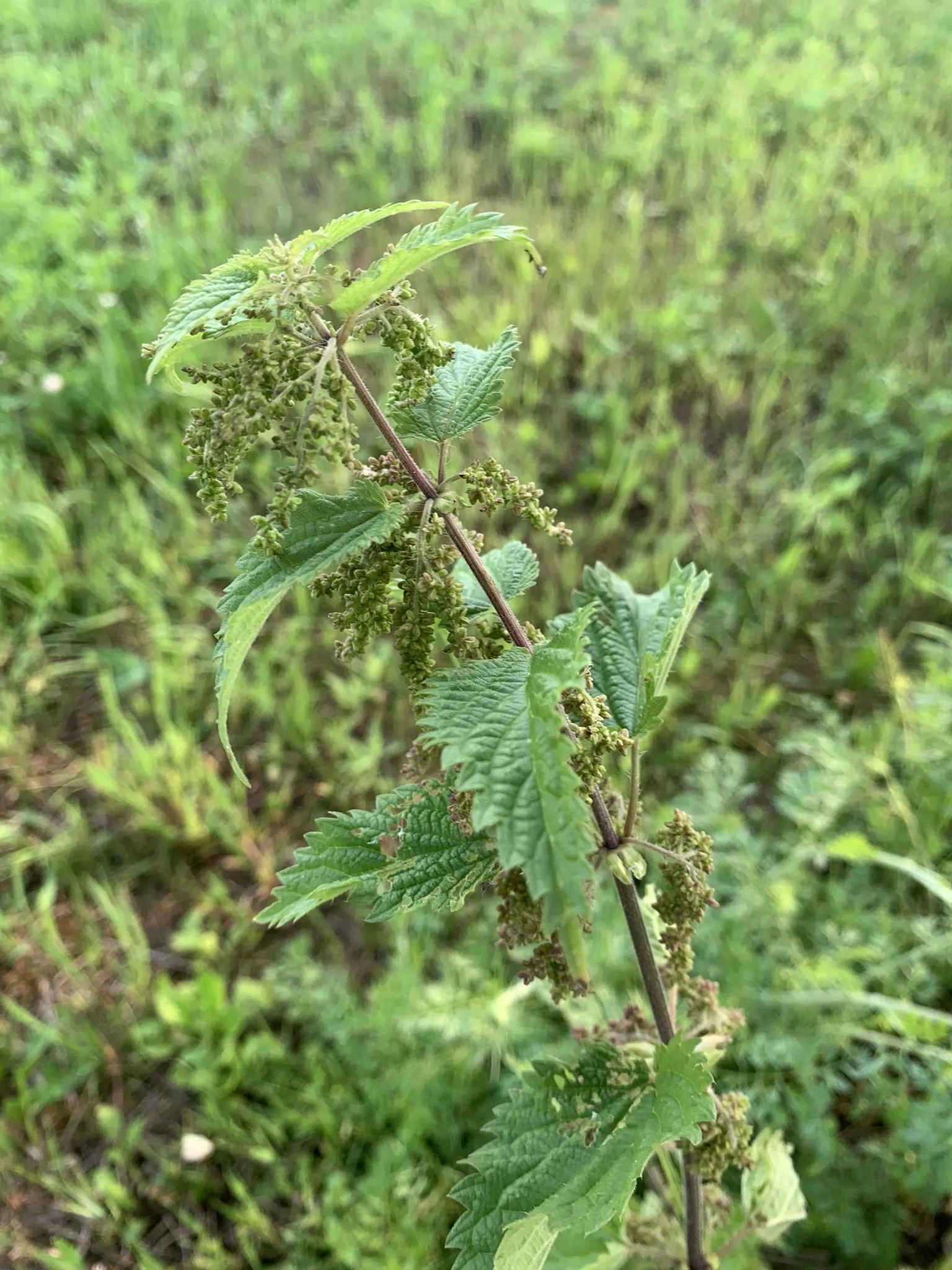 Stinging Nettle