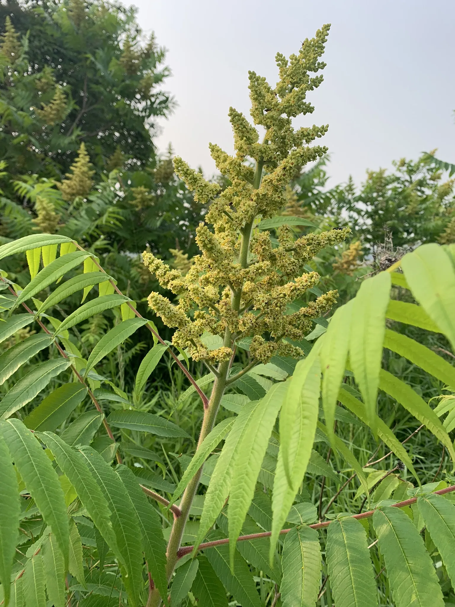 Sumac