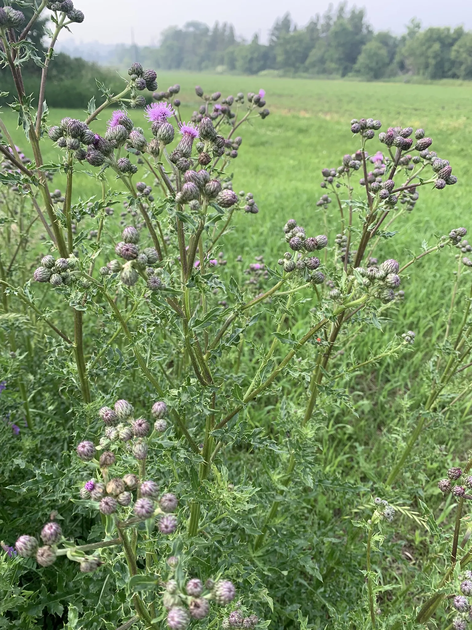 Thistle