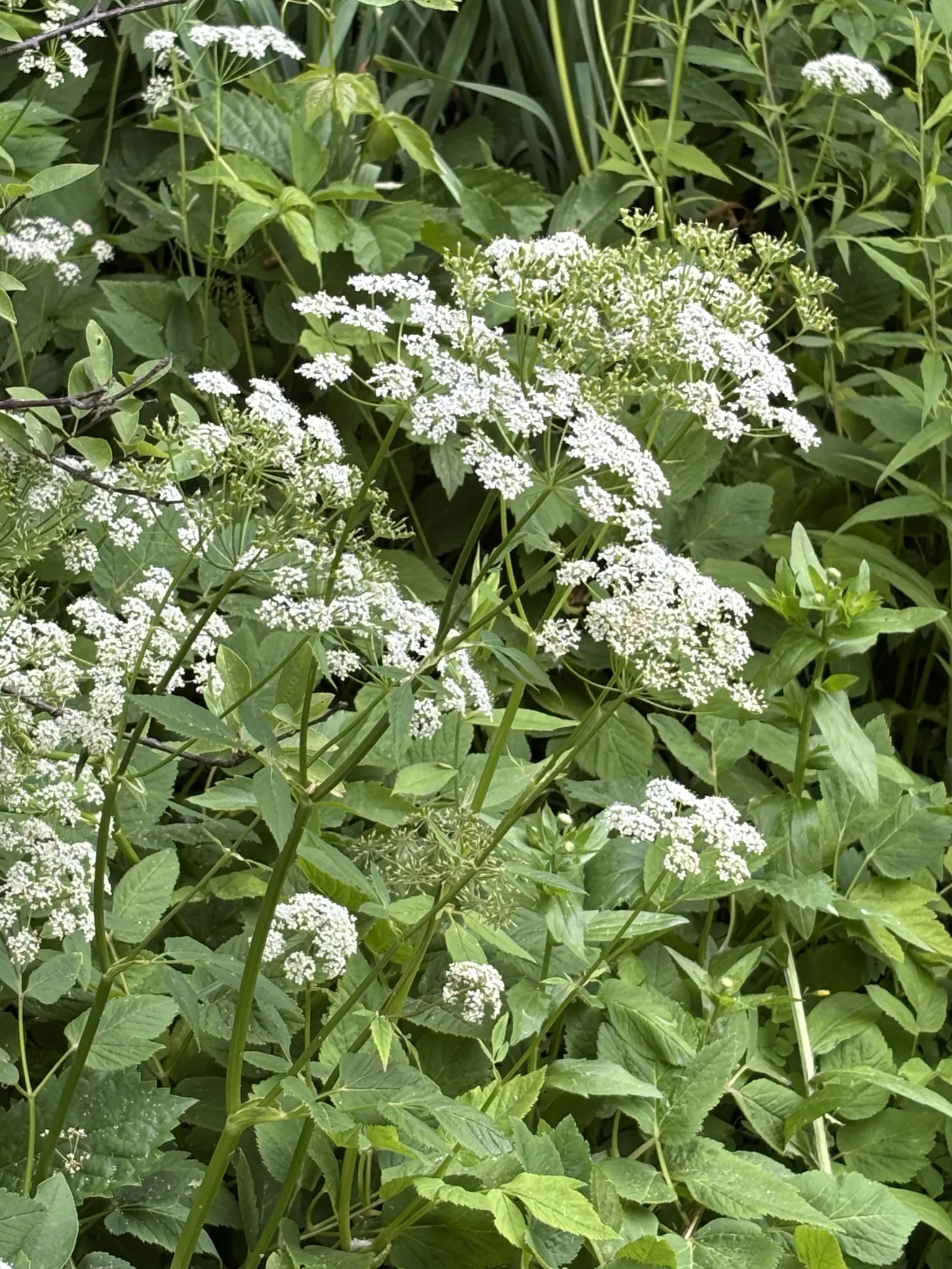 Valerian