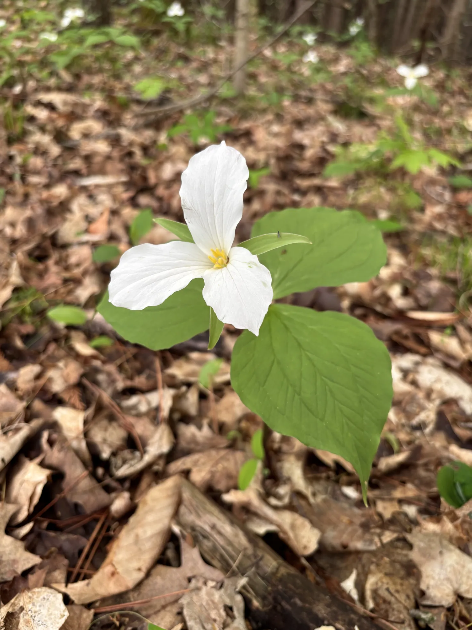 White Trillium