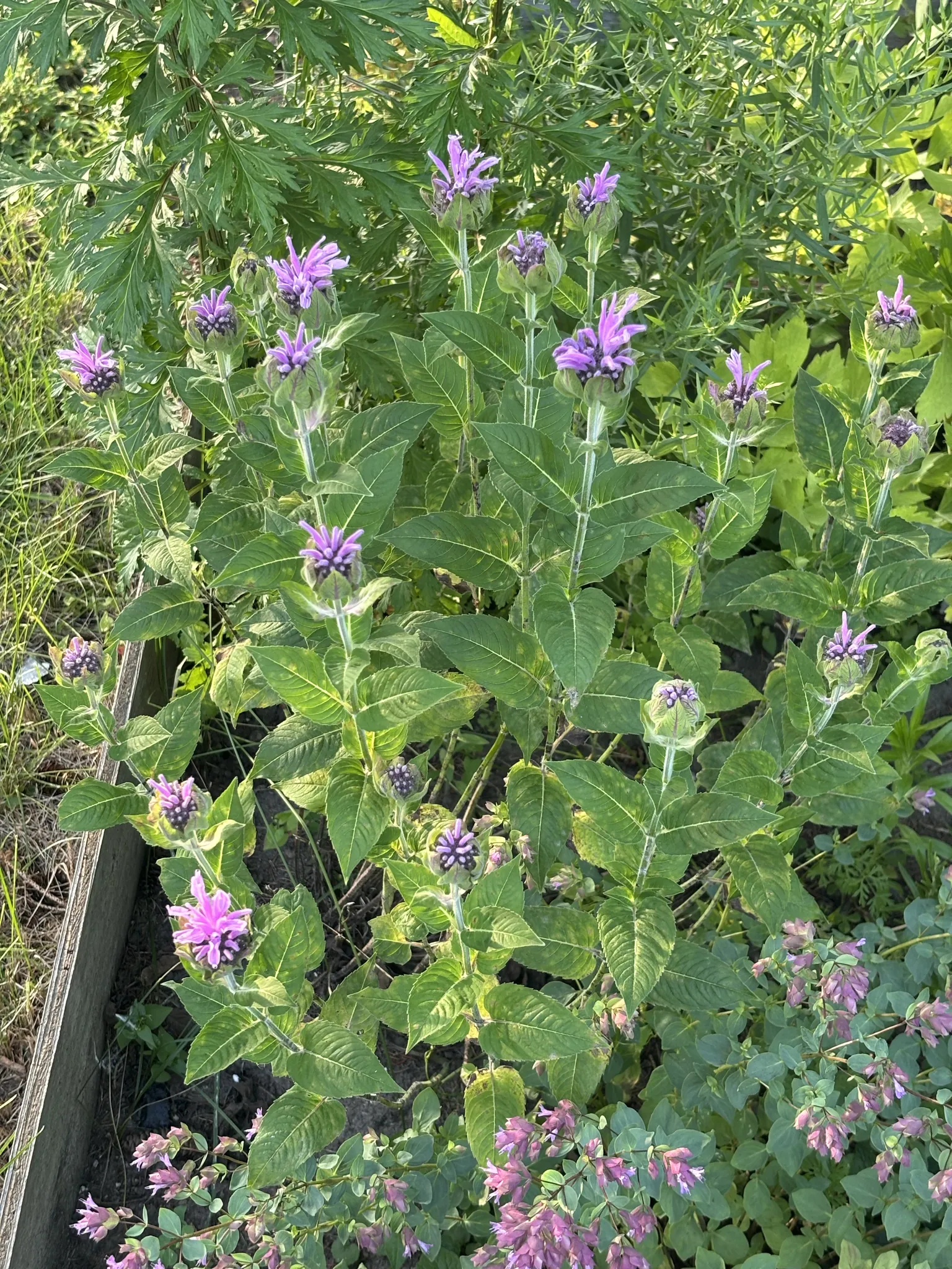 Wild Bergamot