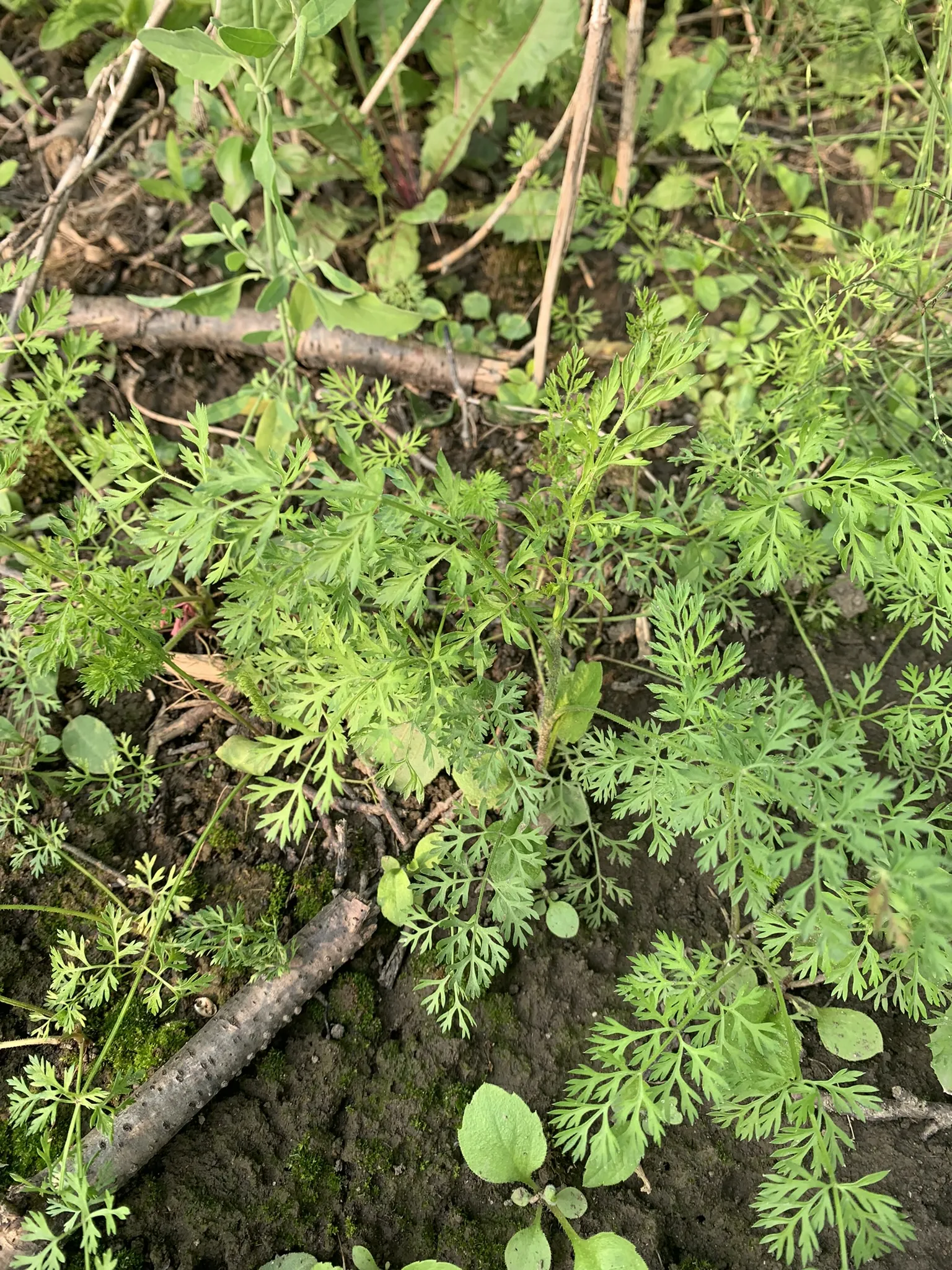 Wild Carrot