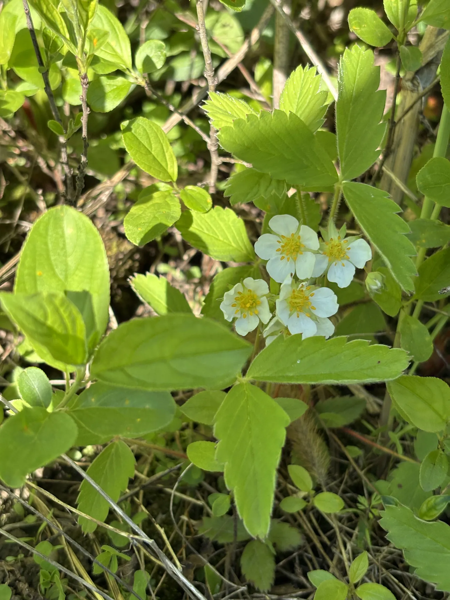 Wild Strawberry