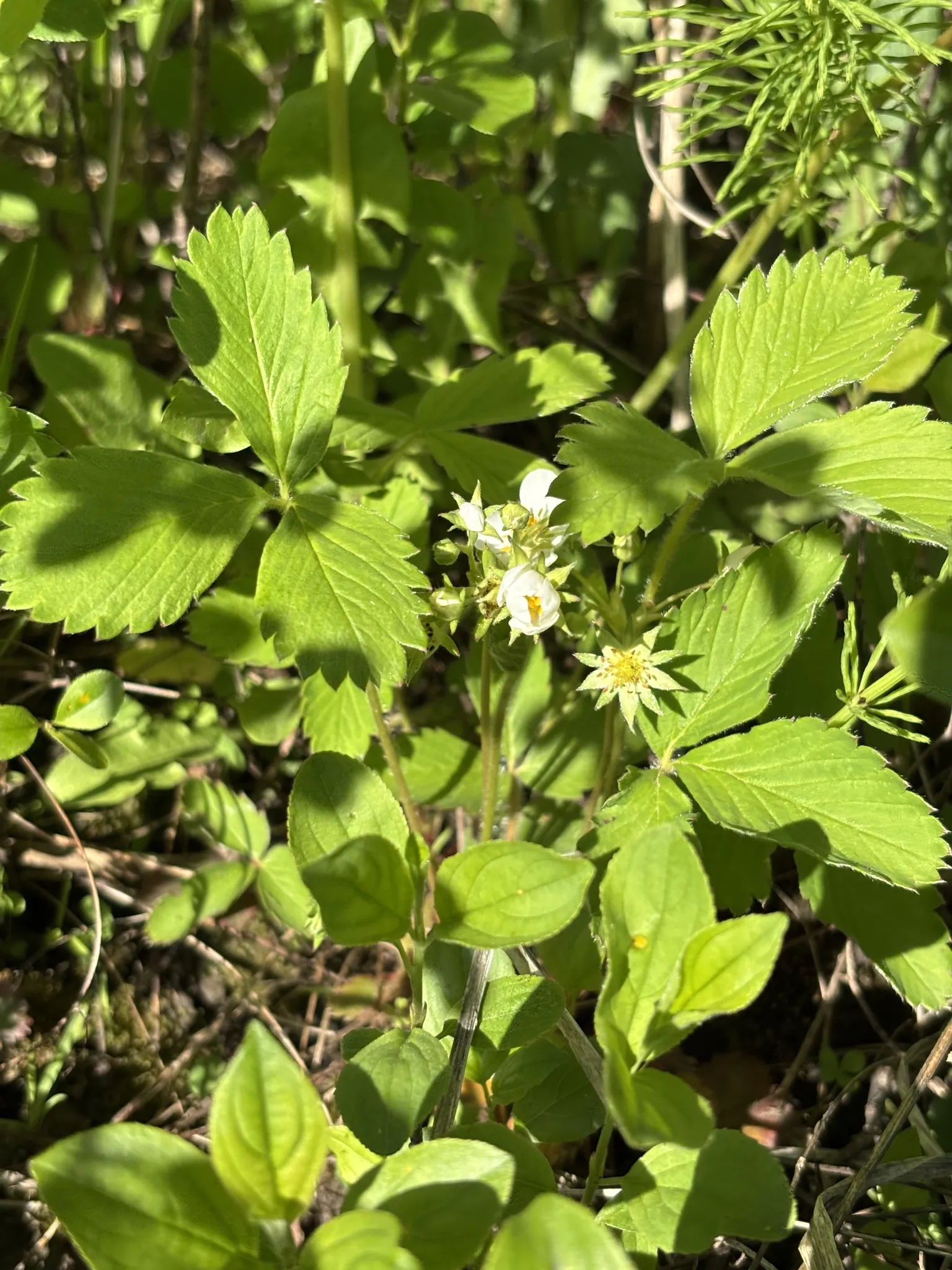 Wild Strawberry: Flower cluster among the leaves