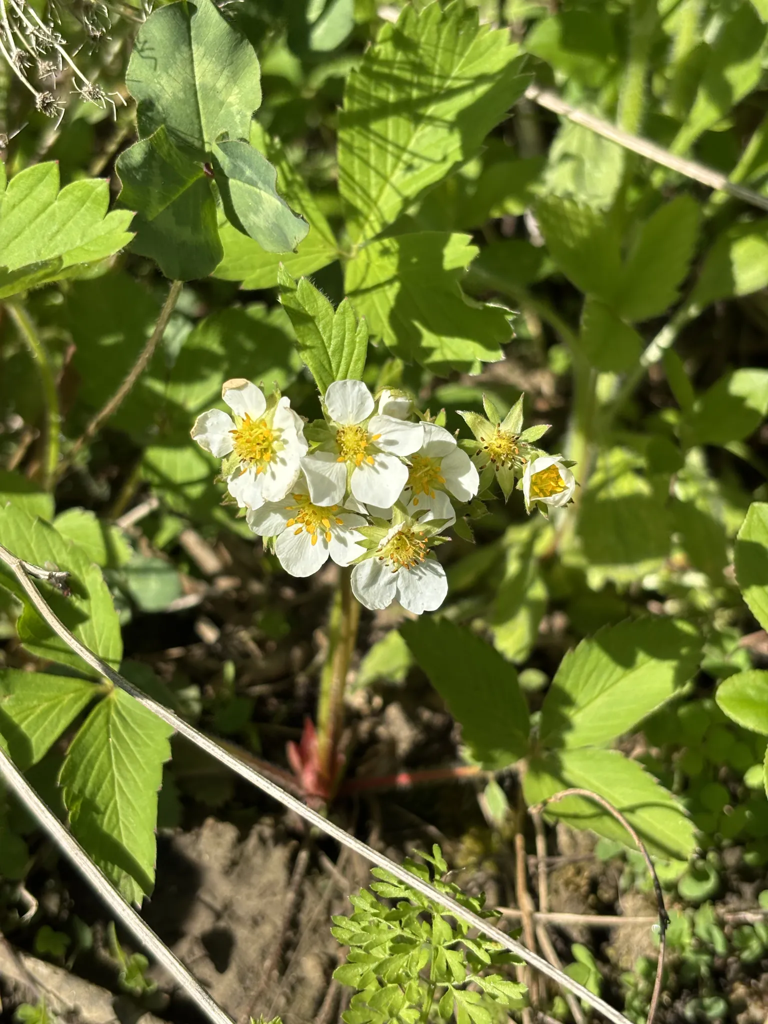 Wild Strawberry: Cluster of flowers on a reddish stalk