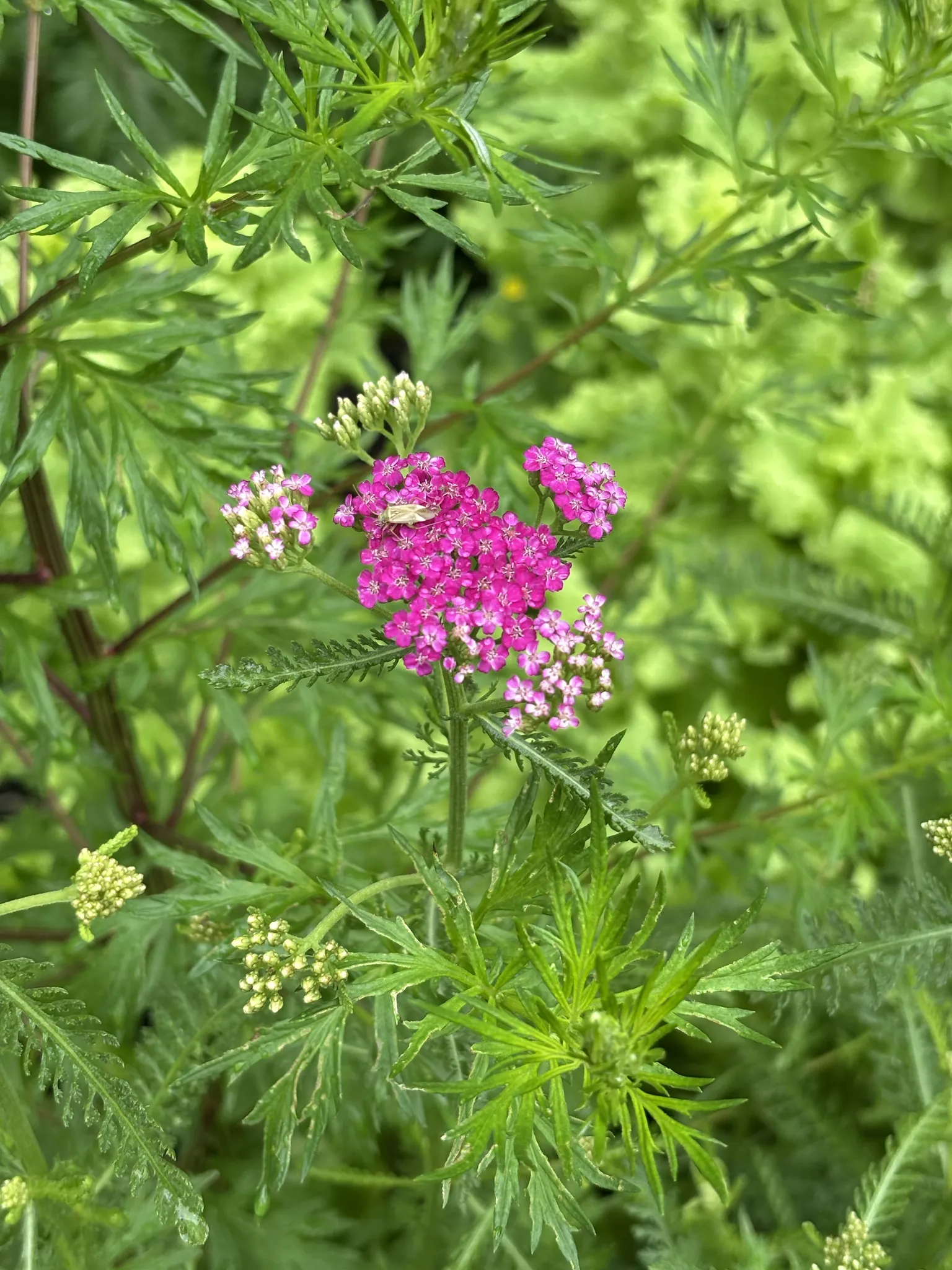 Yarrow