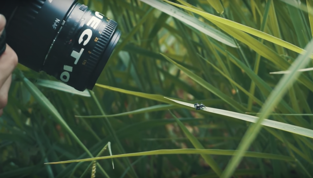 La Fotografía Macro es muy útil para captar detalles que a simple vista no se ven, pero requiere de ciertos cuidados para tomarse correctamente.