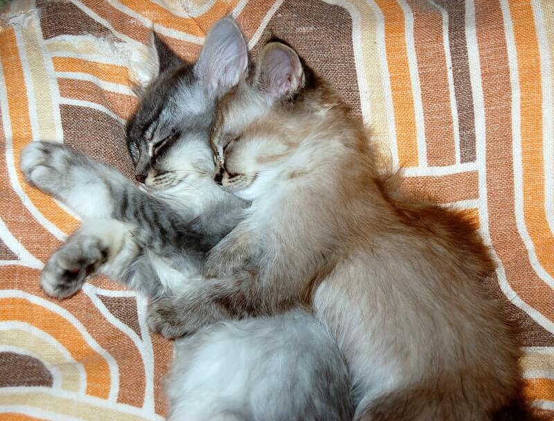 2支小貓咪