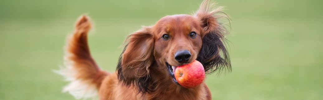 狗狗可以吃蘋果嗎？