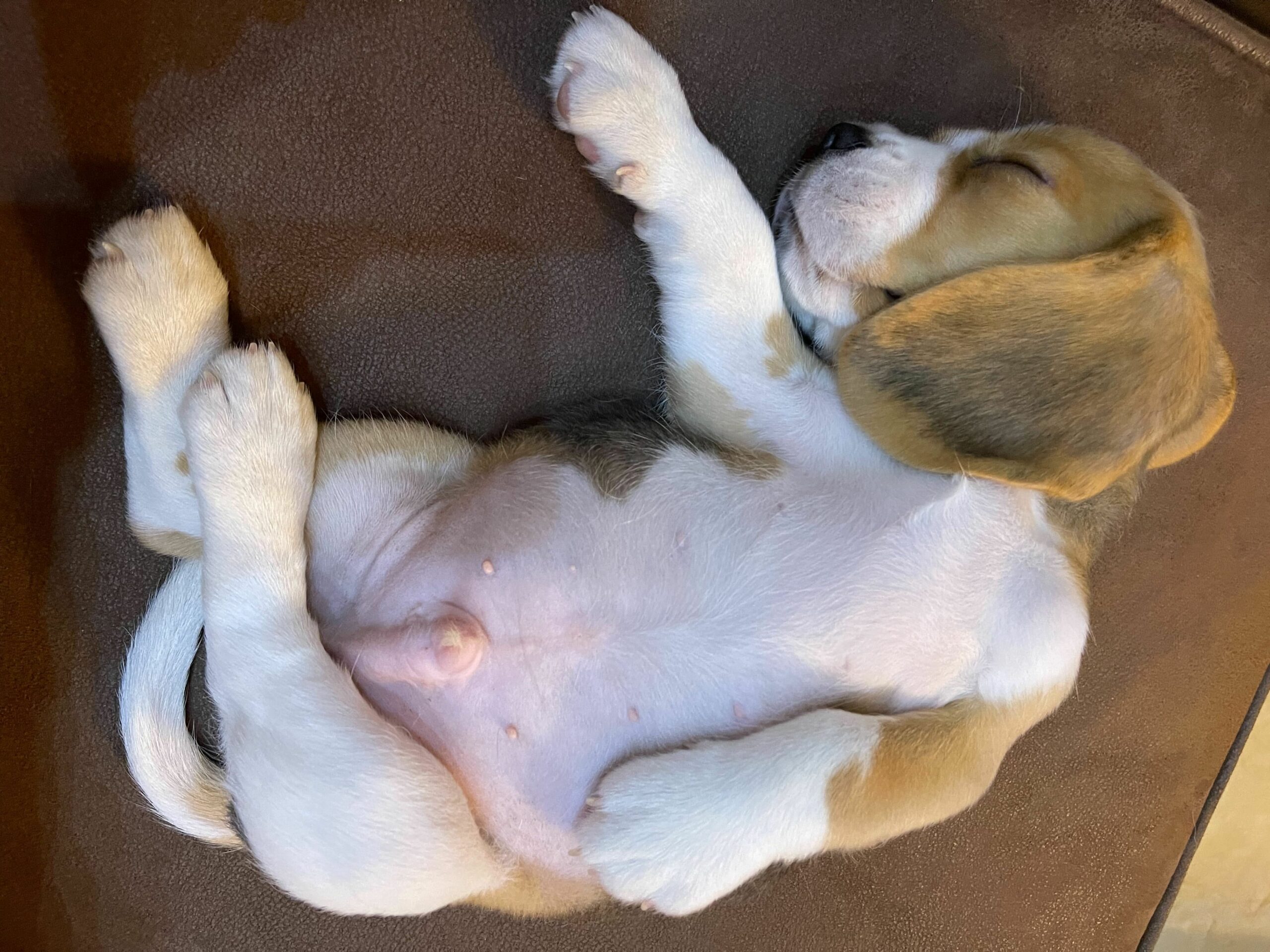 7 種狗狗睡姿及其含義