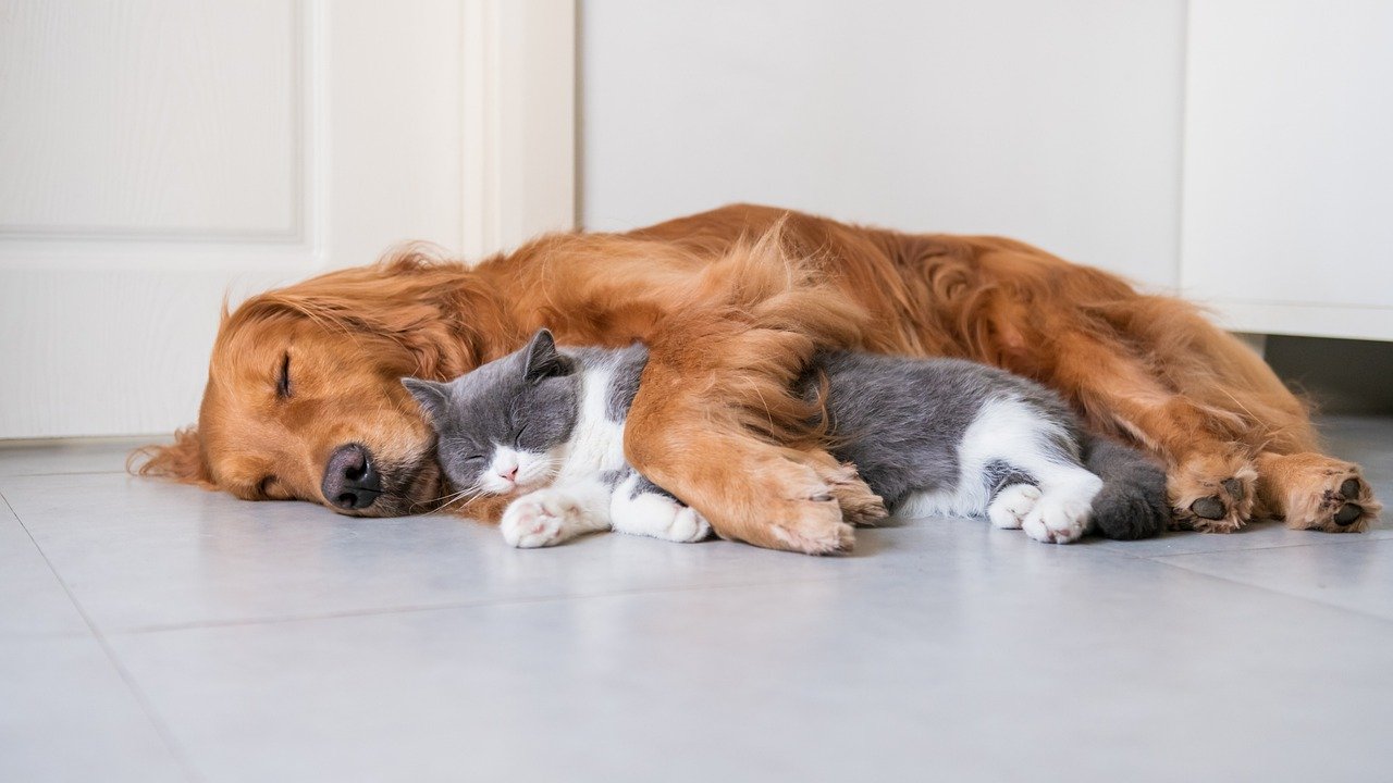 哀悼寵物：如何正確表達對愛貓或愛狗的告別？