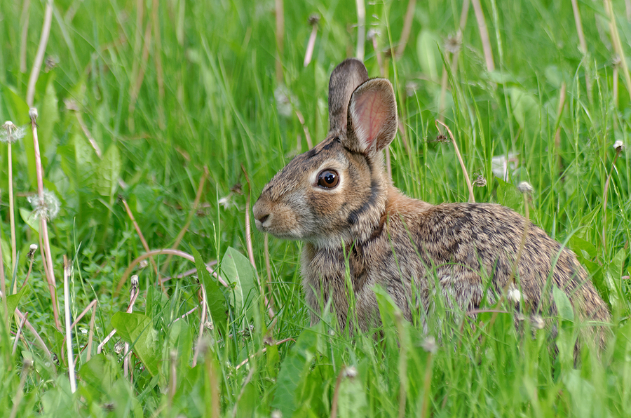 Ébola del conejo, el “nuevo” virus que ataca a Estados Unidos y México