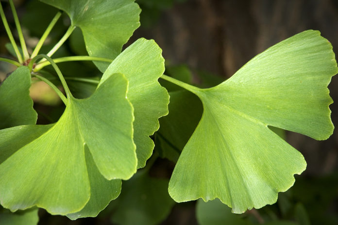 5 beneficios terapéuticos del Ginkgo Biloba