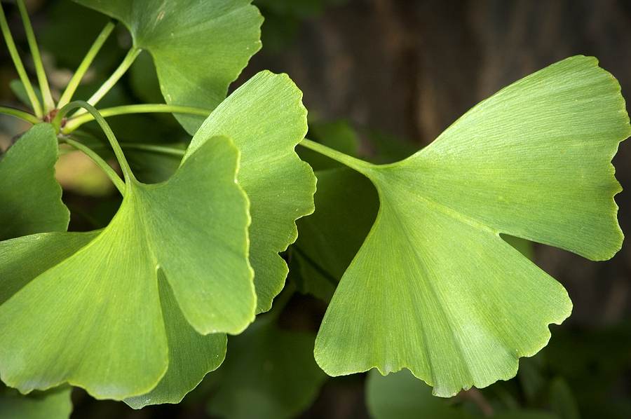 5 beneficios terapéuticos del Ginkgo Biloba