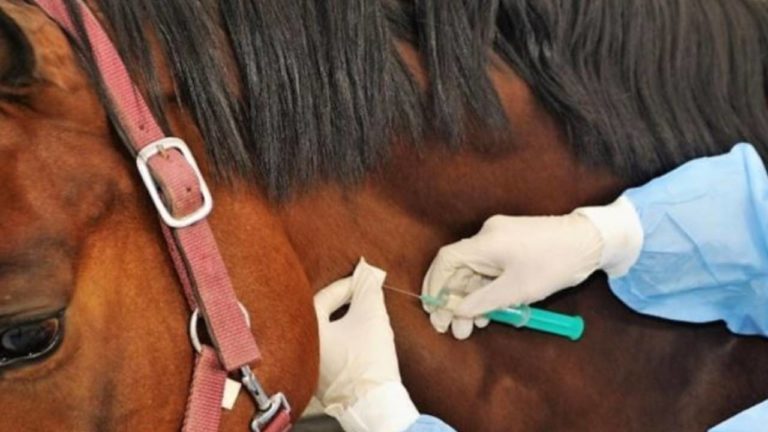 ¡UNA MÁS! Cofepris avala uso de suero equino para tratar a pacientes con COVID-19