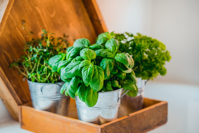 Jardinería saludable: Tu huerta en casa
