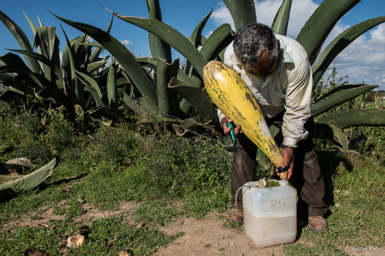 ¡INSÓLITO! Descubren bacteria anticancerígena en el pulque