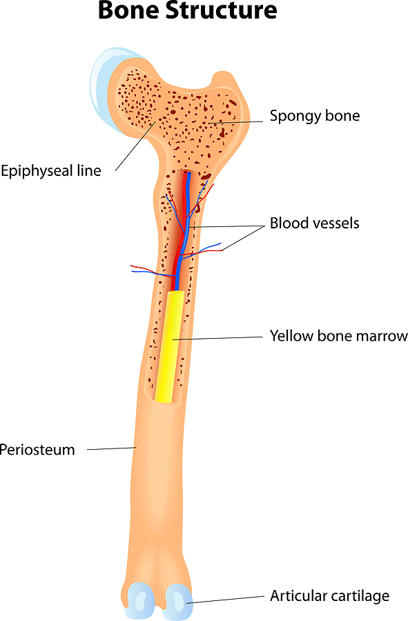 ¿Para qué es útil el trasplante de medula ósea?