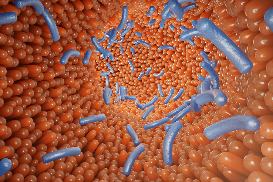 Cómo las bacterias intestinales afectan aspectos de la salud