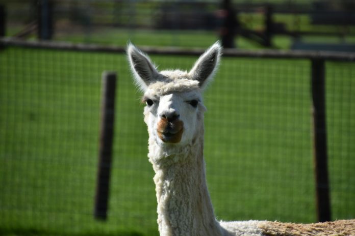 llama anticuerpos COVID19