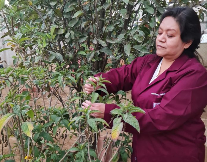 planta medicinal contra cáncer mama