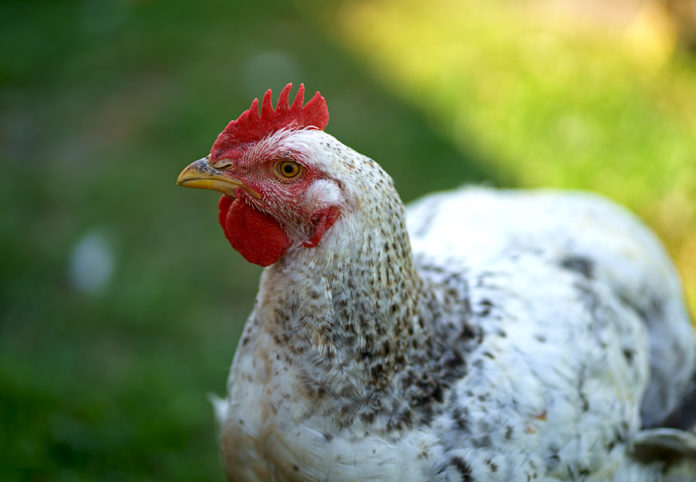 gripe aviar H3N8