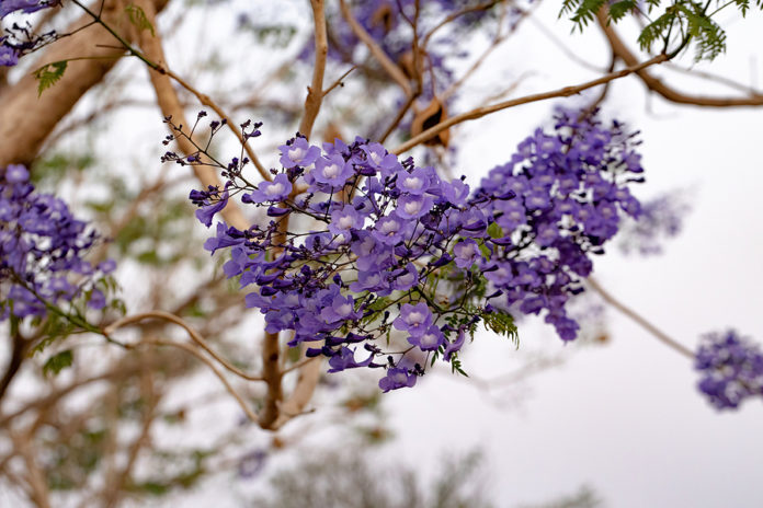 alergias jacarandas