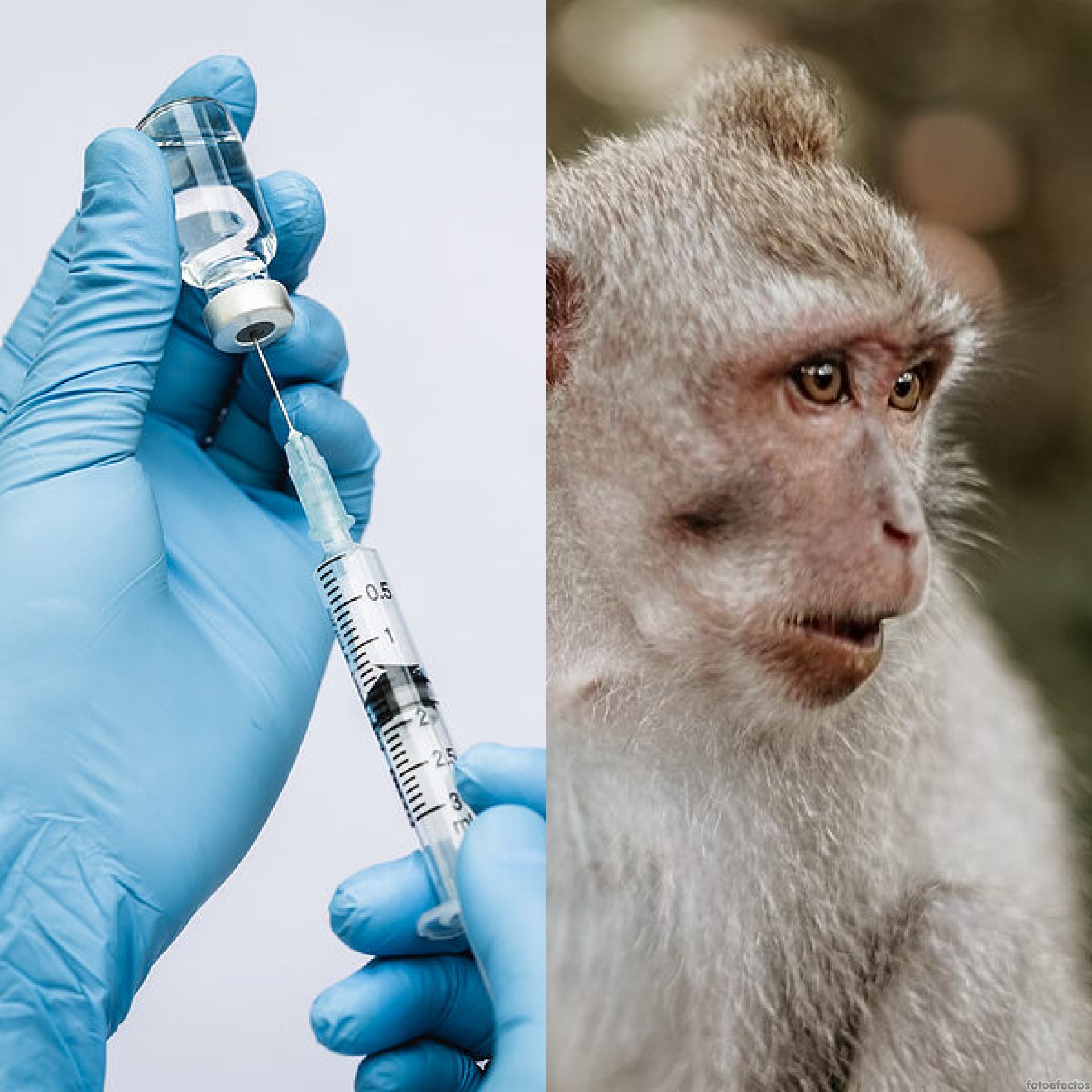 vacuna viruela mono