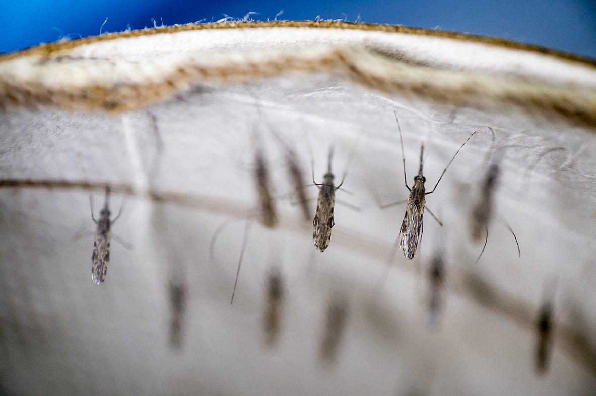 erradicación malaria