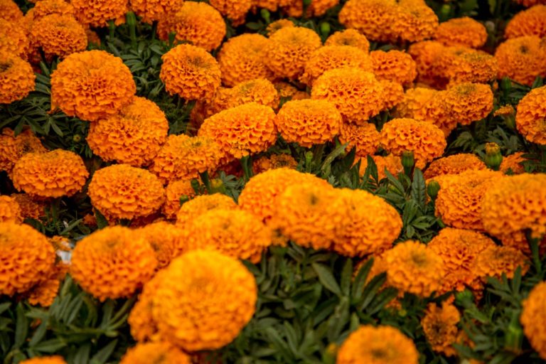 Flor de cempasúchil podría ser de utilidad contra el cáncer de colon