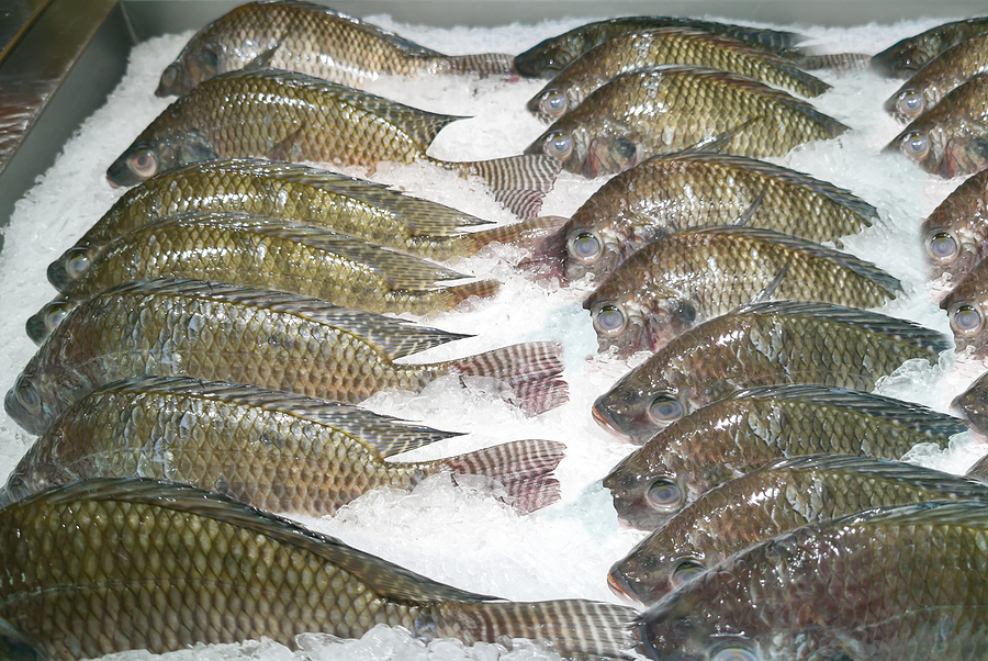 Médico explica los beneficios de usar piel de tilapia en quemaduras