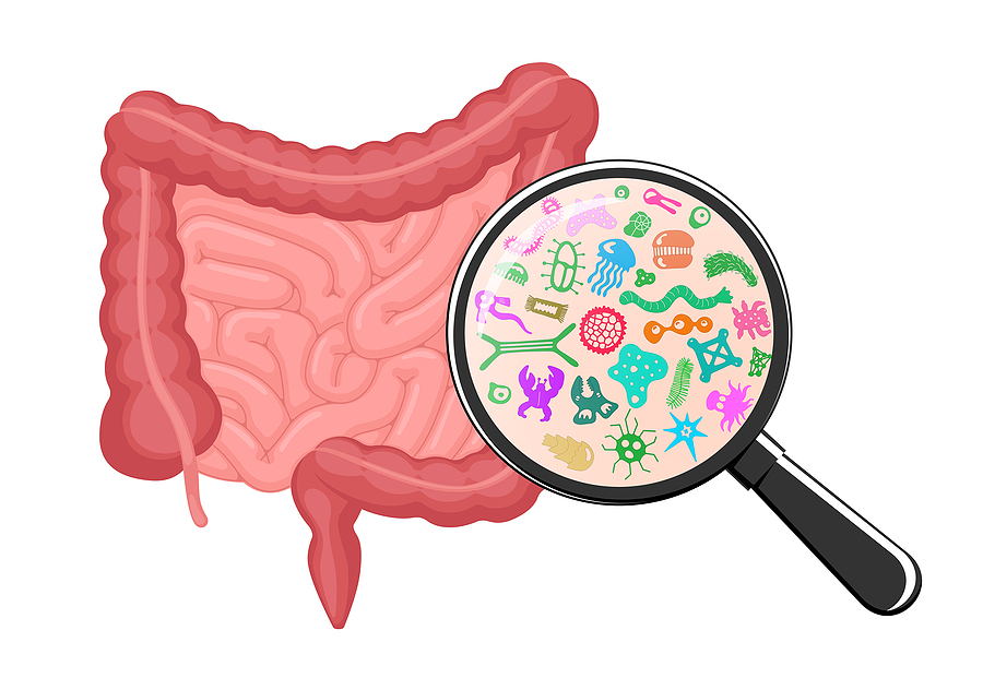 Bacterias intestinales pueden ser importantes en la Diabetes