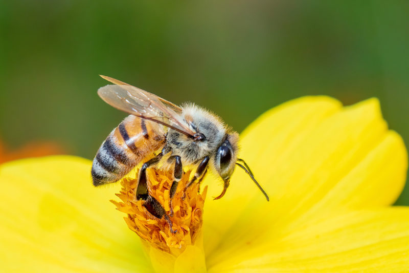 Cofepris veneno abejas
