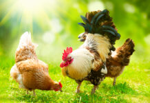 Virus de la gripe aviar, ¿se puede transmitir de persona a persona?